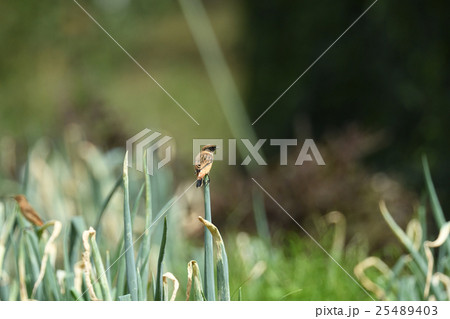 ノビタキ 25489403