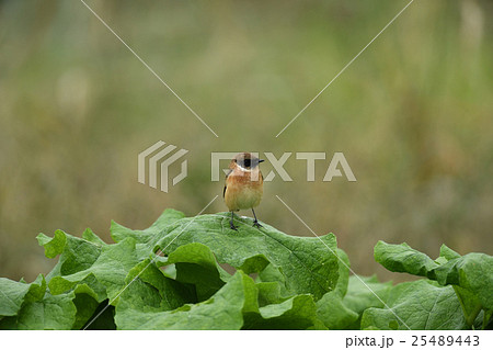 ノビタキ 25489443