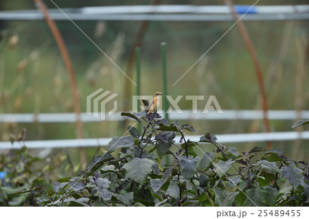 ノビタキ 25489455