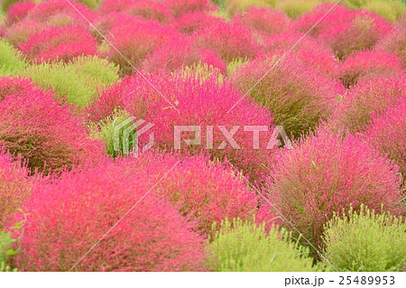 国営ひたち海浜公園のコキア 25489953