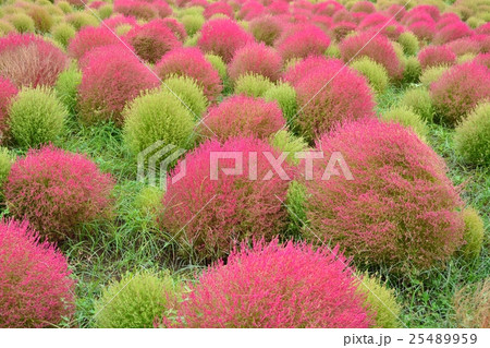 国営ひたち海浜公園のコキア 25489959