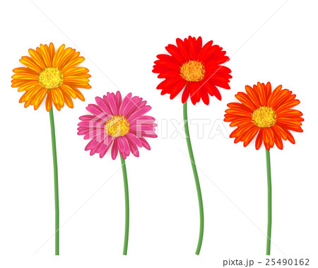 Set of colourful gerbera flowers isolated on white 25490162