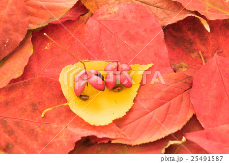 紅葉の落ち葉、秋のイメージ 25491587
