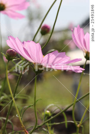薄紅の秋桜 薄紅の秋桜 25491846