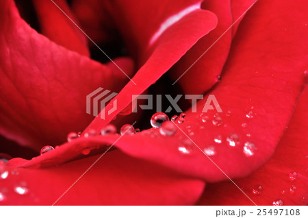 花 花 25497108