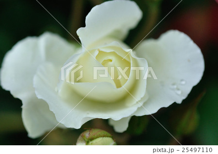 花 花 25497110