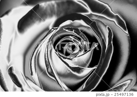 花 花 25497136