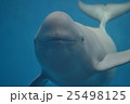 スナメリ（アップ） 25498125