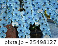 青い胡蝶蘭 25498127