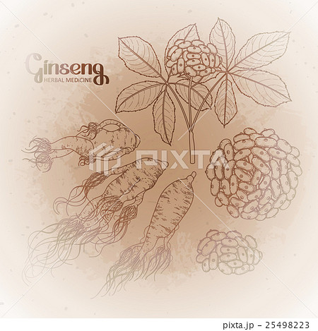 Graphic ginseng root and berries 25498223