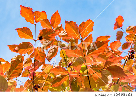 紅葉と秋の青空（ツリバナ） 25498233