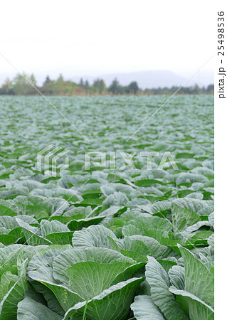 一面のキャベツ畑 25498536