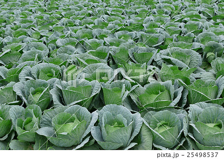 一面のキャベツ畑 25498537