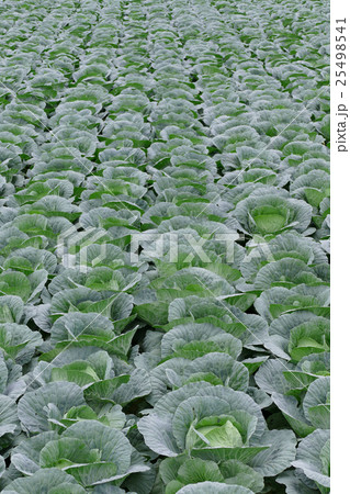 一面のキャベツ畑 25498541