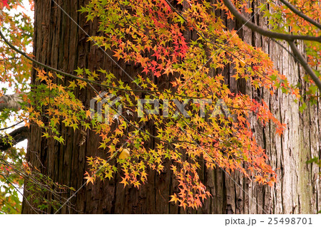 談山神社　紅葉 25498701