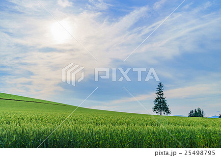 初夏の美瑛の丘、クリスマスツリーの木 初夏の美瑛の丘、クリスマスツリーの木 25498795