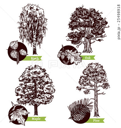 Sketch Tree Leaves Design Concept 25498918