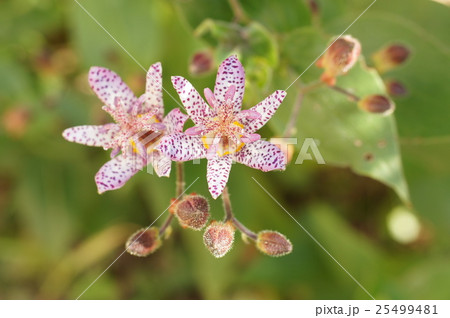 秋の花 ホトトギス 秋の花 ホトトギス 25499481