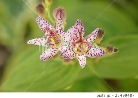 秋の花 ホトトギス 秋の花 ホトトギス 25499487