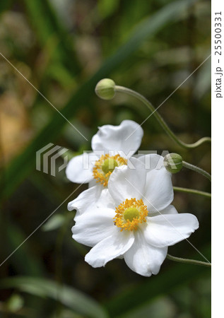 シュウメイギク（秋明菊） 25500331