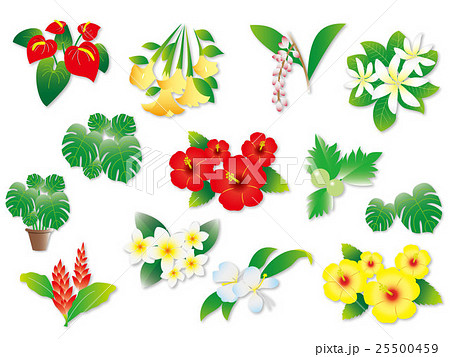 ハワイの植物いろいろのイラスト素材
