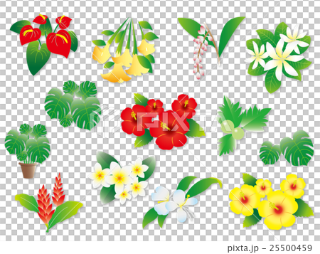 Various plants in Hawaii 25500459