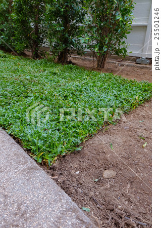 backyard, yard work planting a new sod grass 25501246
