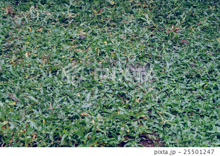backyard, yard work planting a new sod grass backyard, yard work planting a new sod grass 25501247