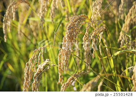 稲穂02 25501428