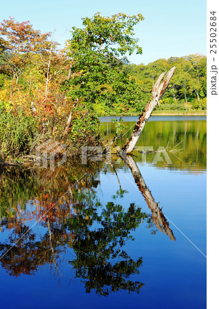 紅葉が始まった八幡平の大沼 紅葉が始まった八幡平の大沼 25502684