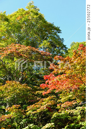 紅葉が始まった八幡平大沼の水辺 紅葉が始まった八幡平大沼の水辺 25502772