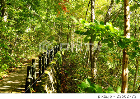 紅葉が始まった八幡平大沼の水辺 25502775