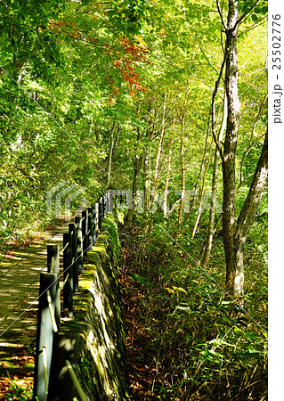 紅葉が始まった八幡平大沼の水辺 25502776