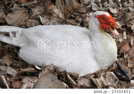 ノバリケン ノバリケン 25502851