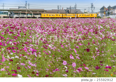 コスモス畑の向こうを通り過ぎる三岐鉄道北勢線の黄色い電車 コスモス畑の向こうを通り過ぎる三岐鉄道北勢線の黄色い電車 25502912