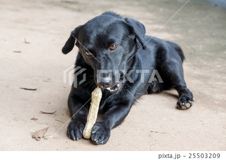 black dog lying on a floor and gnaw a bone. black dog lying on a floor and gnaw a bone. 25503209