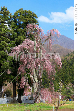 白津のしだれ桜 25503575