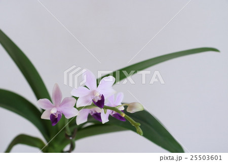 コチョウラン ミディー 「アメジストミント」 25503601