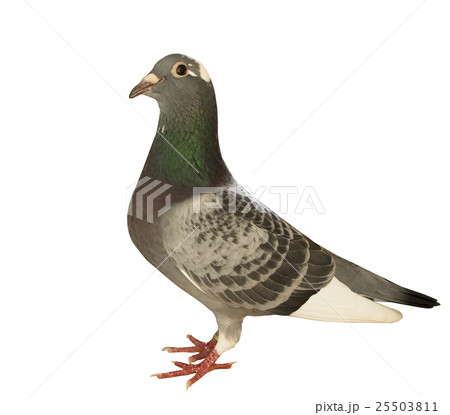 full body of speed flying racing pigeon full body of speed flying racing pigeon 25503811