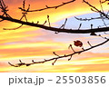 秋の夕焼けと落葉樹 25503856