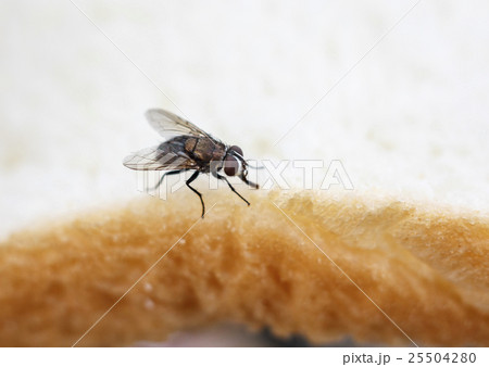 Fly on a Slice of Bread 25504280