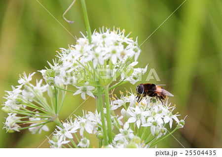 ニラの花 と オオハナアブ 25504435