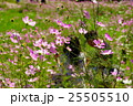 コスモスの花とカップル 25505510