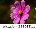 コスモスの花 25505511