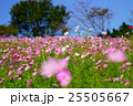コスモスの花畑 25505667
