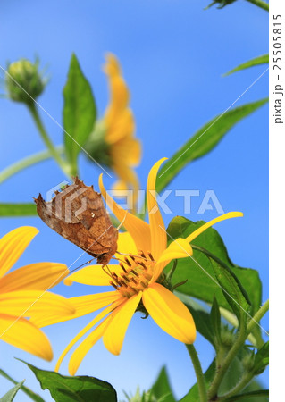 キクイモ と キタテハ 25505815