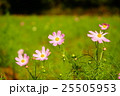 コスモスの花 25505953