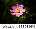 コスモスの花 25505954