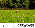 コスモスの花畑と女の子 25505955