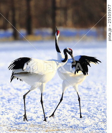 タンチョウ 25505977